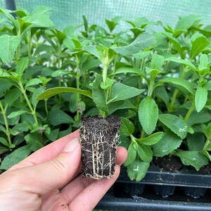 May include: A close-up of a green stevia plant with roots, held in a person's hand. The plant is in a small black pot and is surrounded by other stevia plants.