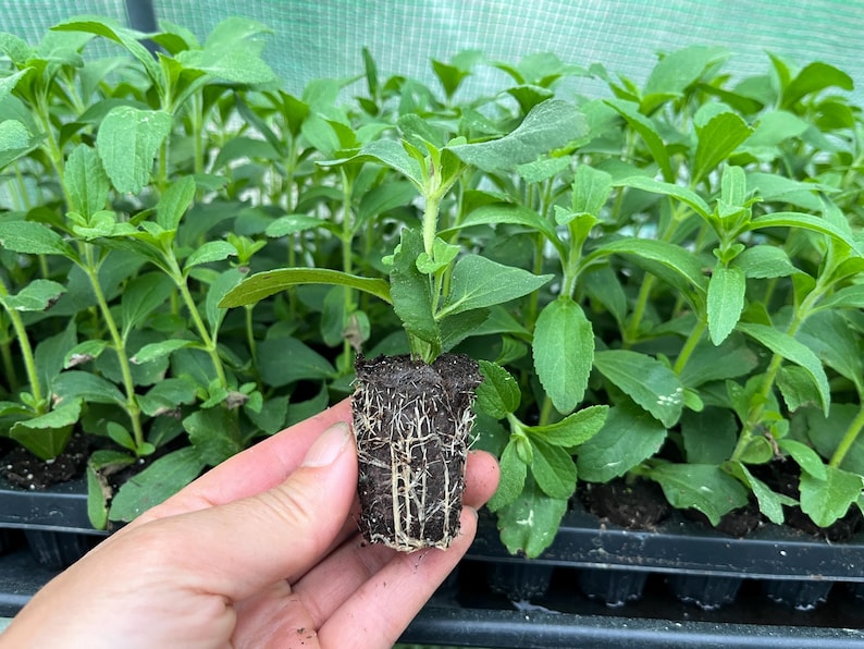May include: A close-up of a green stevia plant with roots, held in a person's hand. The plant is in a small black pot and is surrounded by other stevia plants.