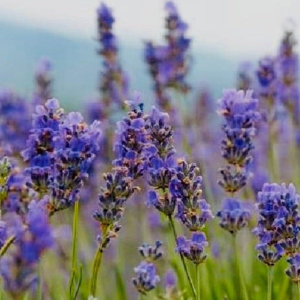 French Lavender Phenomenal  Live Plant, Well-rooted Plug, Healthy Perennial Easy-to-Grow Lavender