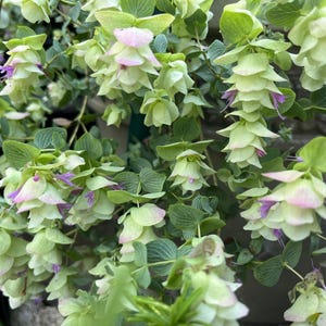 Ornamental Origanum Kent Beauty Cascade Oregano,  Healthy Starter Herb Plant