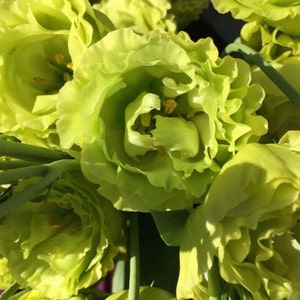 Lisianthus Plant Live, Rosanne Series | Healthy Starter Plug Ready to Plant | Long-Lasting Flower | Wedding Favor Rosanne 1 Green