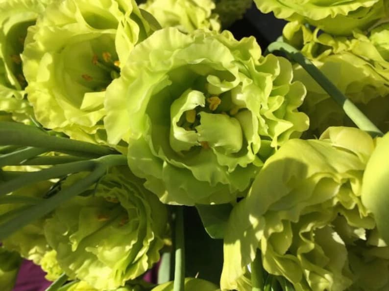 Lisianthus Plant Live, Rosanne Series | Healthy Starter Plug Ready to Plant | Long-Lasting Flower | Wedding Favor Rosanne 1 Green