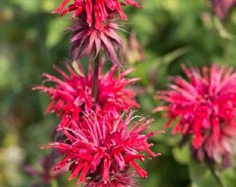 Monarda Bee Balm Live Plant – Perennial Pollinator Favorite | Attracts Bees, Hummingbirds & Butterflies