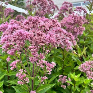 May include: A cluster of vibrant pink Joe Pye weed flowers with tiny, feathery florets atop tall, dark green stems. The plant features serrated, lance-shaped leaves and a small honeybee is visible in flight near the right side of the flower heads.