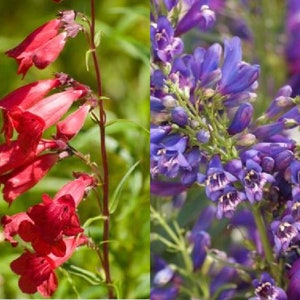 Penstemon / Foxglove Beardtongue / Digitalis Live Plant, Healthy Starter Plant for Pollinator & Ornamental Garden