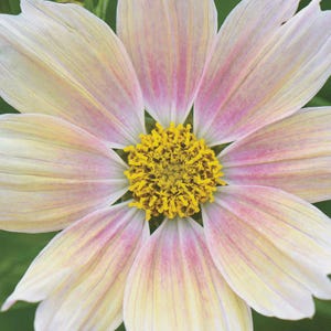 May include: Close-up of a cosmos flower with soft, pastel petals. The petals transition from creamy white to pale pink, radiating from a bright yellow center. The flower's delicate layers and vibrant colors are highlighted.