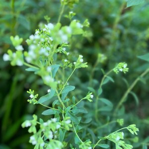 May include: Close-up of a green plant with small white flowers. The plant has many leaves and stems, and the flowers are clustered together in small groups.