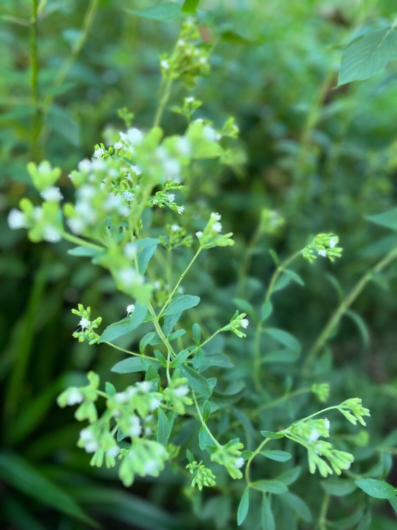May include: Close-up of a green plant with small white flowers. The plant has many leaves and stems, and the flowers are clustered together in small groups.