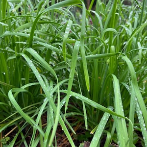 Garlic Chives - Organically Grown Healthy Starter for Culinary & Ornamental Pollinator Gardens