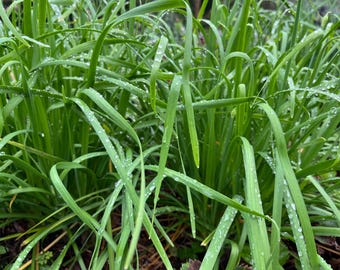 Garlic Chives - Organically Grown Healthy Starter for Culinary & Ornamental Pollinator Gardens