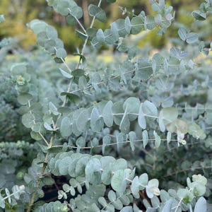 Eucalyptus Cinerea Silver Dollar Tree Live, Healthy Starter Plug Ready to Plant | Unique Plant Gift for Her/ Him
