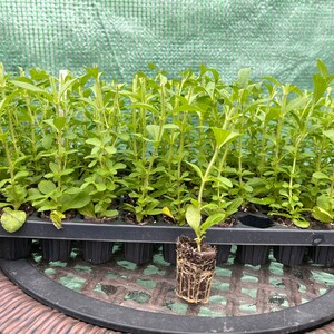 May include: A black plastic tray filled with small green plants. The plants are in individual pots and have long, thin stems. The tray is sitting on a brown wicker table.