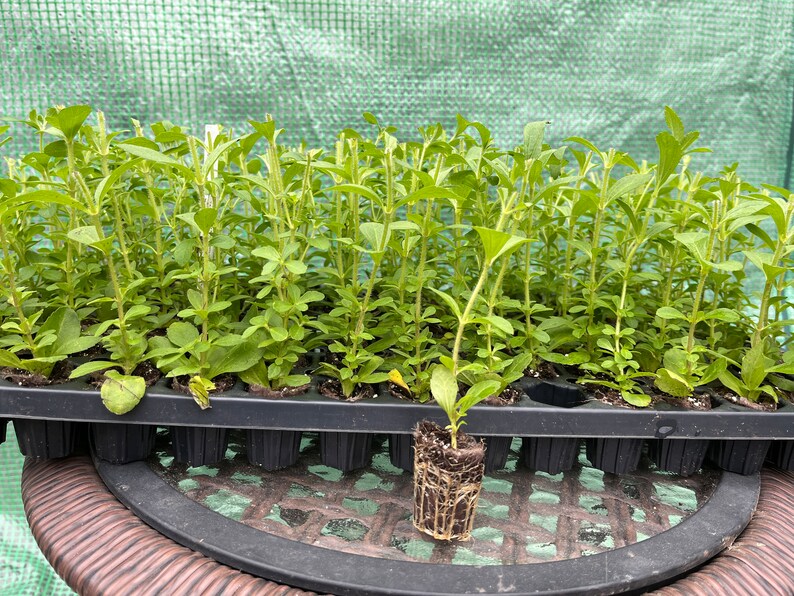 May include: A black plastic tray filled with small green plants. The plants are in individual pots and have long, thin stems. The tray is sitting on a brown wicker table.