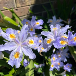 May include: Close-up of purple and yellow iris flowers with yellow centers. The flowers are in bloom and have a delicate, intricate pattern.