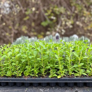 May include: A close-up of a tray of small green stevia plants. The plants are growing in a black plastic tray with individual cells.