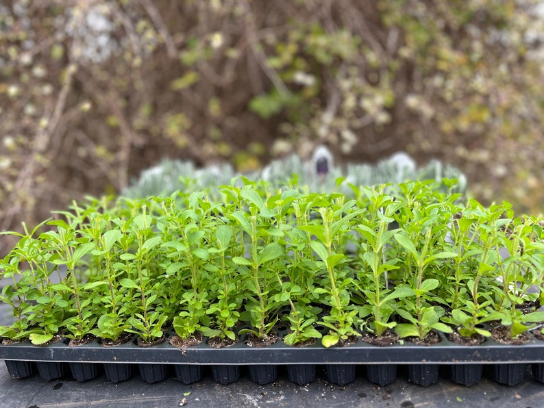 May include: A close-up of a tray of small green stevia plants. The plants are growing in a black plastic tray with individual cells.