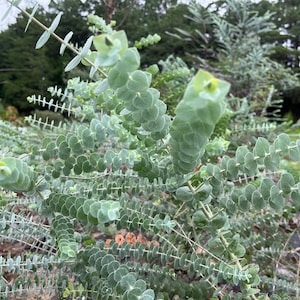 May include: Close-up of a eucalyptus plant with rounded, silvery-green leaves. The plant has multiple stems and branches, with a blurred background of trees and foliage. The leaves are arranged in a spiral pattern along the stems.