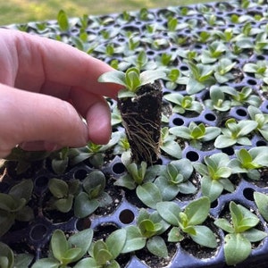 Lisianthus Plant Live, Rosanne Series | Healthy Starter Plug Ready to Plant | Long-Lasting Flower | Wedding Favor image 6