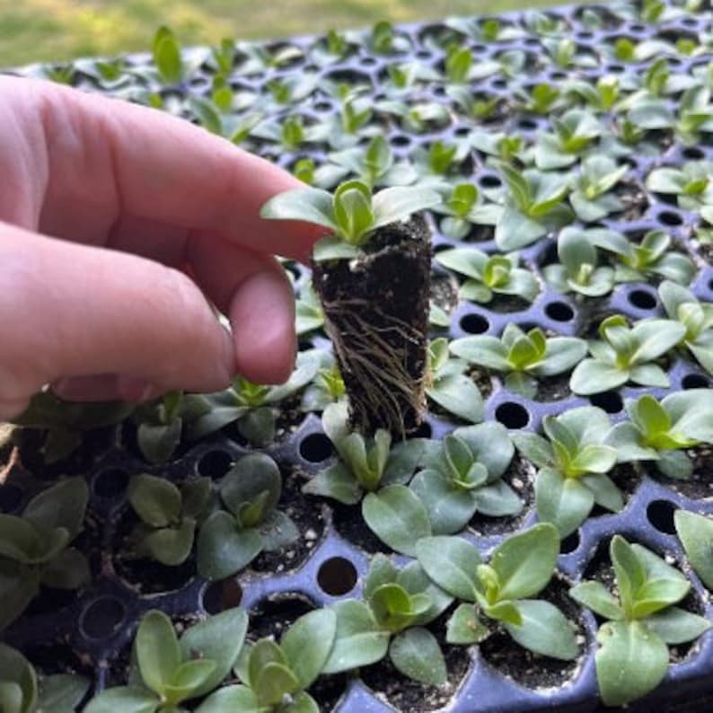 Lisianthus Plant Live, Rosanne Series | Healthy Starter Plug Ready to Plant | Long-Lasting Flower | Wedding Favor image 6