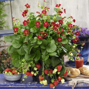 May include: A potted strawberry plant with vibrant red flowers and numerous ripening strawberries hanging over the sides of a dark container. The plant features lush green serrated leaves and stems, with several small green berries and fully red fruits.