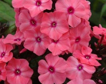 Garden Phlox, Tall Summer Phlox Live Plant, Healthy Starter - Fragrant Flower Attracts Pollinators and Birds