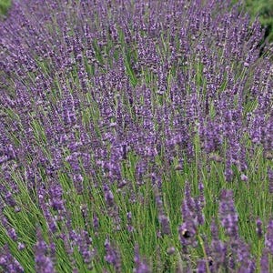May include: A field of purple lavender flowers in bloom. The flowers are tall and slender, with a delicate fragrance.