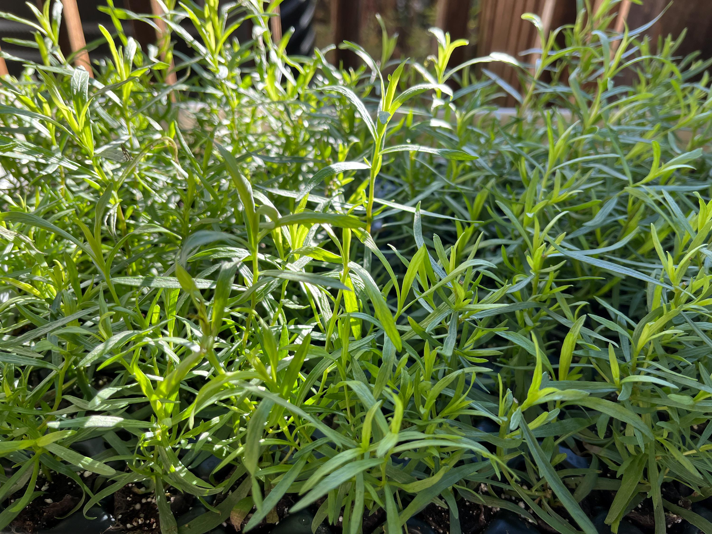 Herb French Tarragon - A Chef's Best Friend, Heathy Starter Ready to Plant  - Etsy