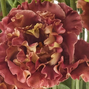 Lisianthus Plant Live, Rosanne Series | Healthy Starter Plug Ready to Plant | Long-Lasting Flower | Wedding Favor Terracotta II