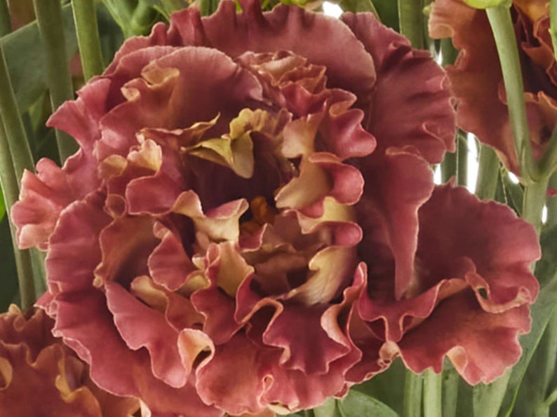 Lisianthus Plant Live, Rosanne Series | Healthy Starter Plug Ready to Plant | Long-Lasting Flower | Wedding Favor Terracotta II