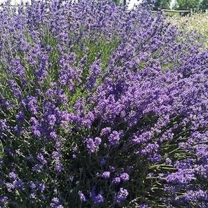 May include: A field of purple lavender flowers in full bloom. The flowers are densely packed together, creating a sea of purple.