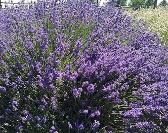 Sensation Lavender Plant Live, Healthy Starter Long-lasting Perennial, Large  Purple Blooms Type - Etsy
