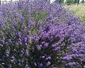 Sensational Lavender Plant Live, Long-Lasting Perennial, Large Purple Blooms Type for Ornamental & Fragrant Garden