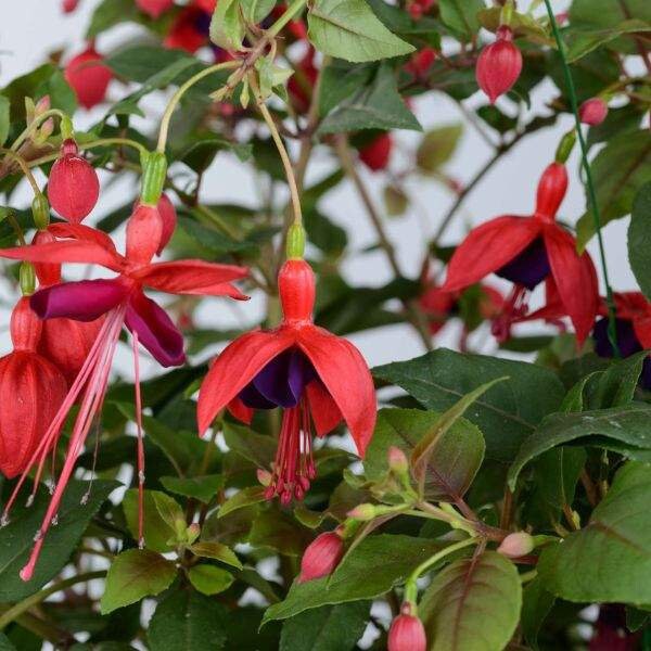 Fuchsia Corabells Dark Eye Plant | Hummingbird Plant | Healthy Starter Ready to Plant