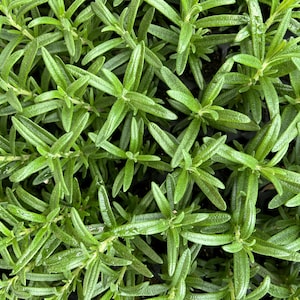 Rosemary Starter Plant Live – Perennial Herb for Garden, Kitchen & Gifts