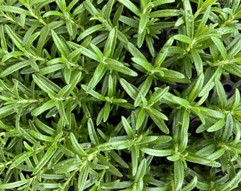 Rosemary Starter Plant Live – Perennial Herb for Garden, Kitchen & Gifts