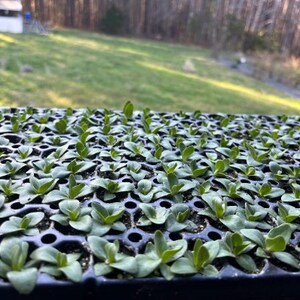 Lisianthus Plant Live, Rosanne Series | Healthy Starter Plug Ready to Plant | Long-Lasting Flower | Wedding Favor image 5