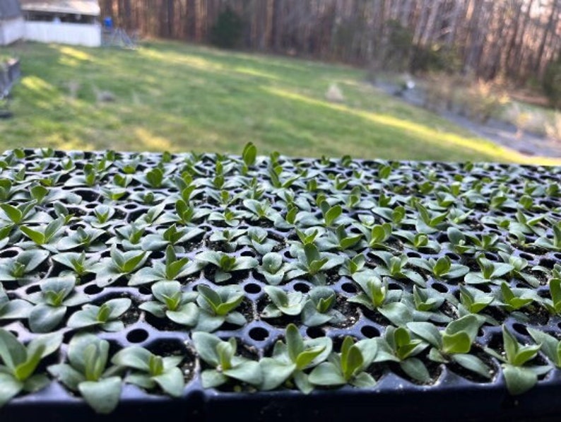 Lisianthus Plant Live, Rosanne Series | Healthy Starter Plug Ready to Plant | Long-Lasting Flower | Wedding Favor image 5