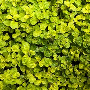 Live Marjoram Plant: Mediterranean Herb Plug for Apothecary & Culinary Tea Gardens