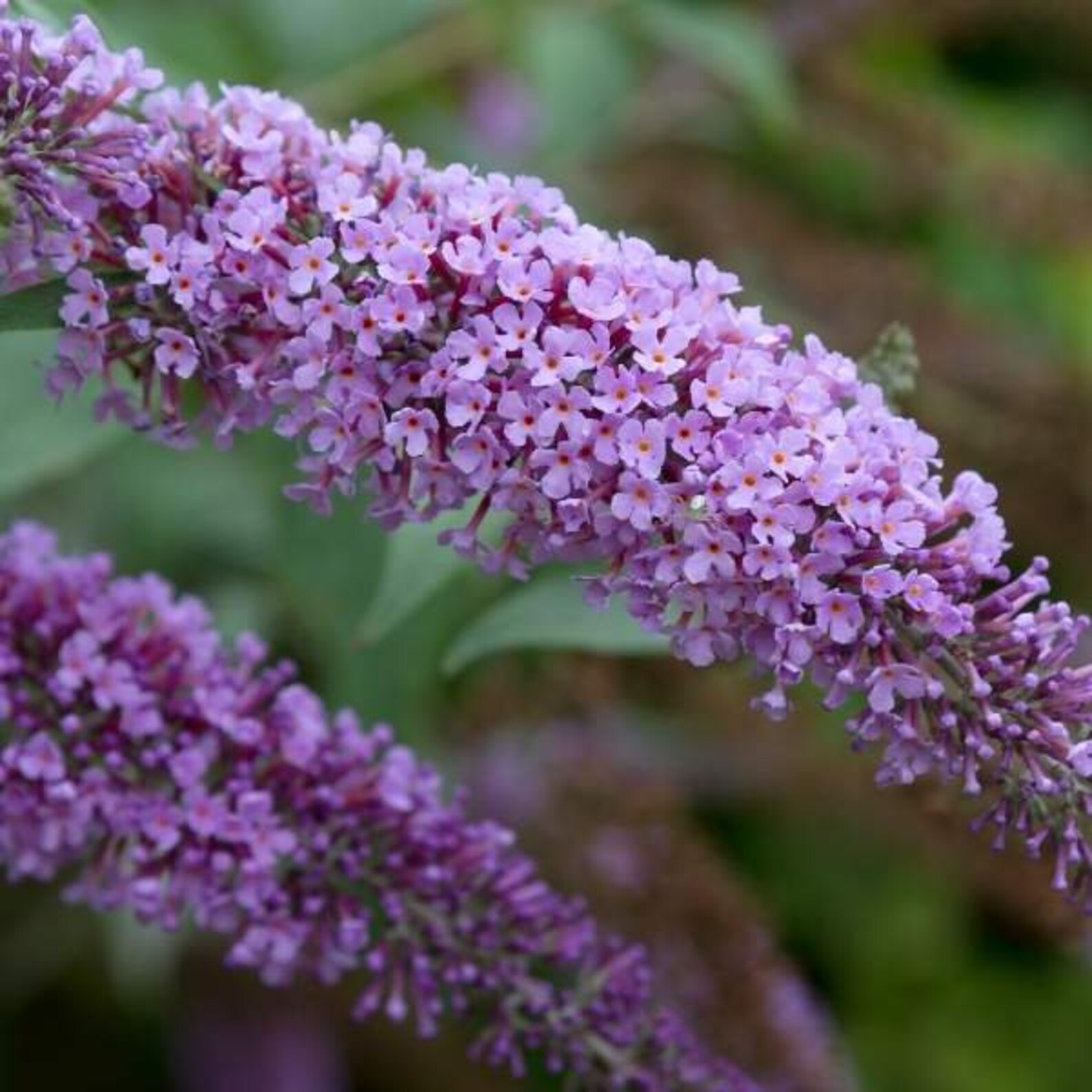 Buddleja Davidii Buzz Butterfly Bush Live Plant, Healthy Starter Plants