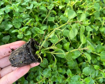 Hot & Spicy Oregano Starter Plant Live Herb for Culinary Garden