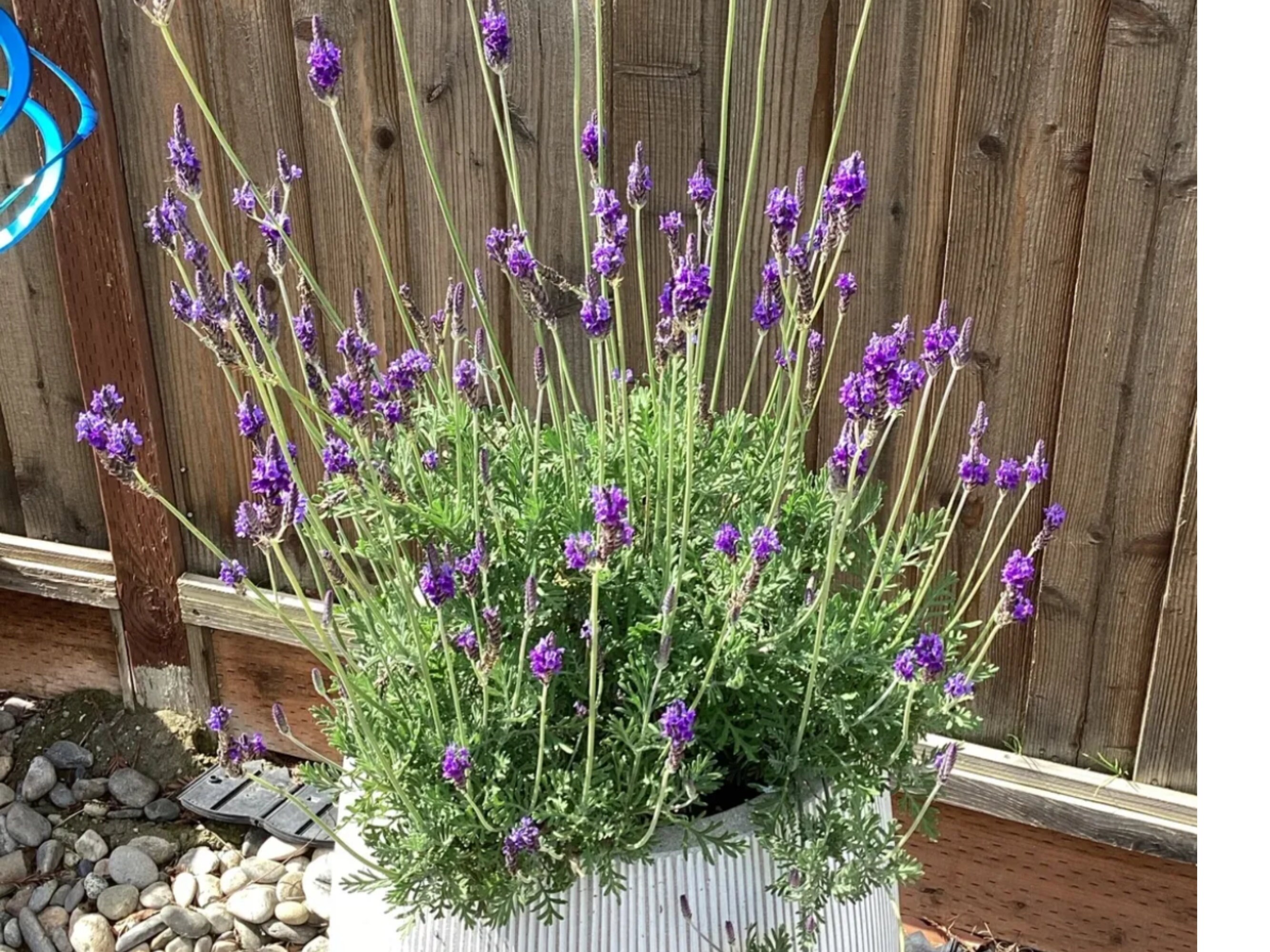 Fernleaf Lavender /Lavandula Bucci Pinnata Live Plant, Healthy Starter Plant, Unique Type