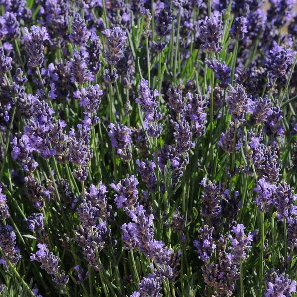 Super Blue Lavender Plant Live, Healthy Fragrant Herb, Eye-catching Lavender Blooms 4" Pot