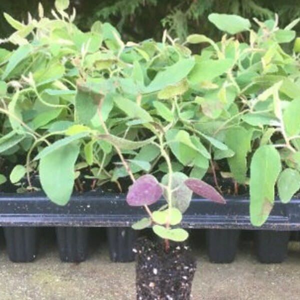 Eucalyptus Lemon Bush | Lemon Eucalyptus | Healthy Starter Plug | Very Fragrant Tree