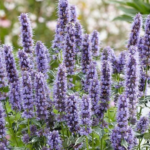 Agastache Crazy Fortune Plant Live-  Rare Variegated Hyssop Plant, Long-lasting Blooms