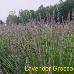 May include: A field of purple lavender flowers, known as Lavender Grosso, in full bloom. The flowers are tall and slender, with a delicate fragrance.