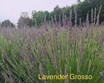 Live Lavender Grosso Plant Starter, Lavandula X Intermedia Fragrant  Perennial Herb Ready to Grow - Etsy