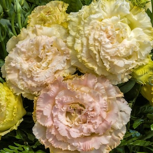May include: Close-up of a bouquet of light pink and yellow ruffled flowers. The flowers have a delicate, layered texture and are arranged in a cluster.