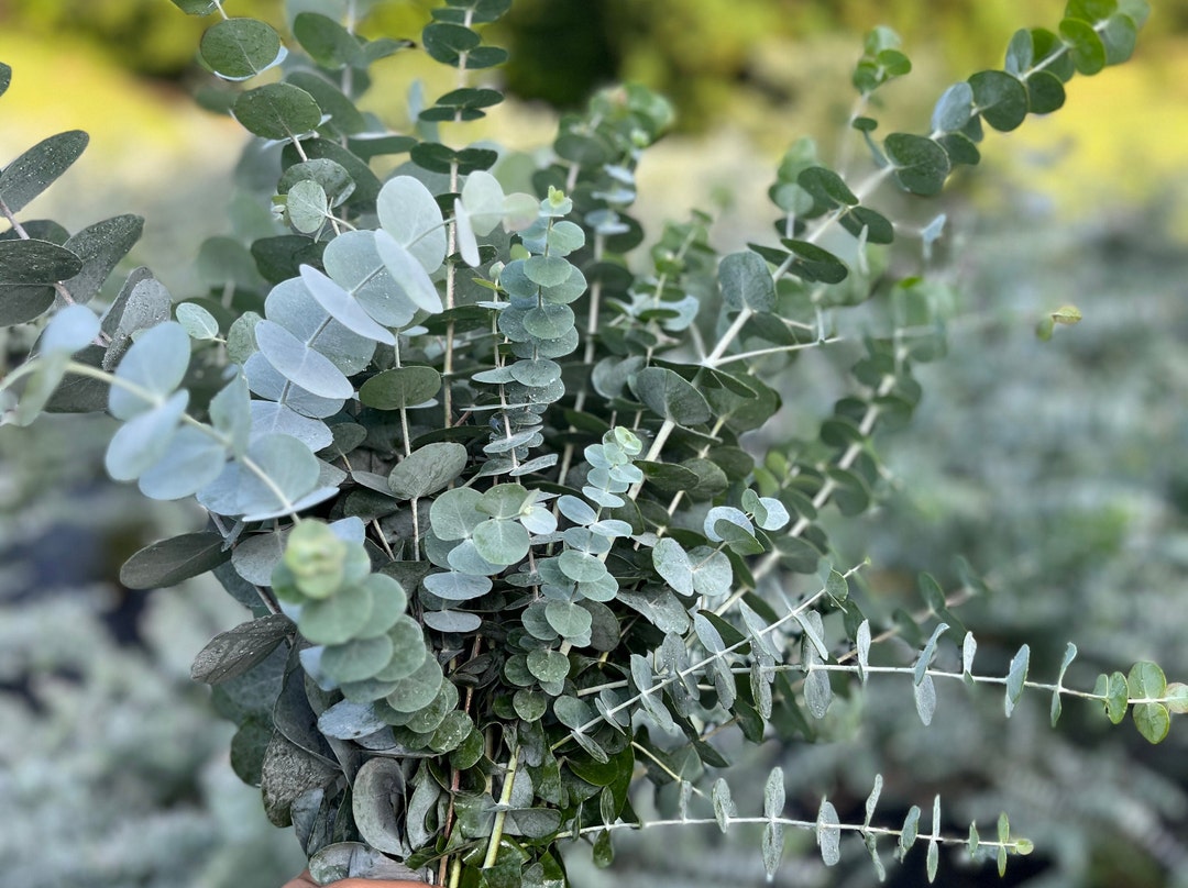 Fresh Eucalyptus Shower Bundle, Aromatic Greenery for Home Decor ...