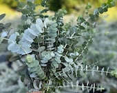 Fresh Eucalyptus Shower Bundle, Aromatic Greenery for Home Decor, Weddings, Birthdays, Anniversaries, Holidays and DIY Crafts, FREE SHIPPING