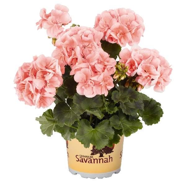 Geranium Starter Plant: Healthy Well-Rooted Plug Ready to Grow